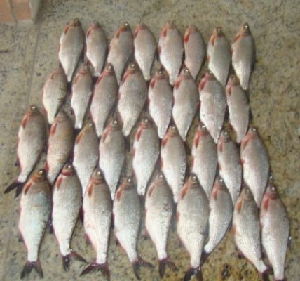 Peşte confiscat de frontierişti